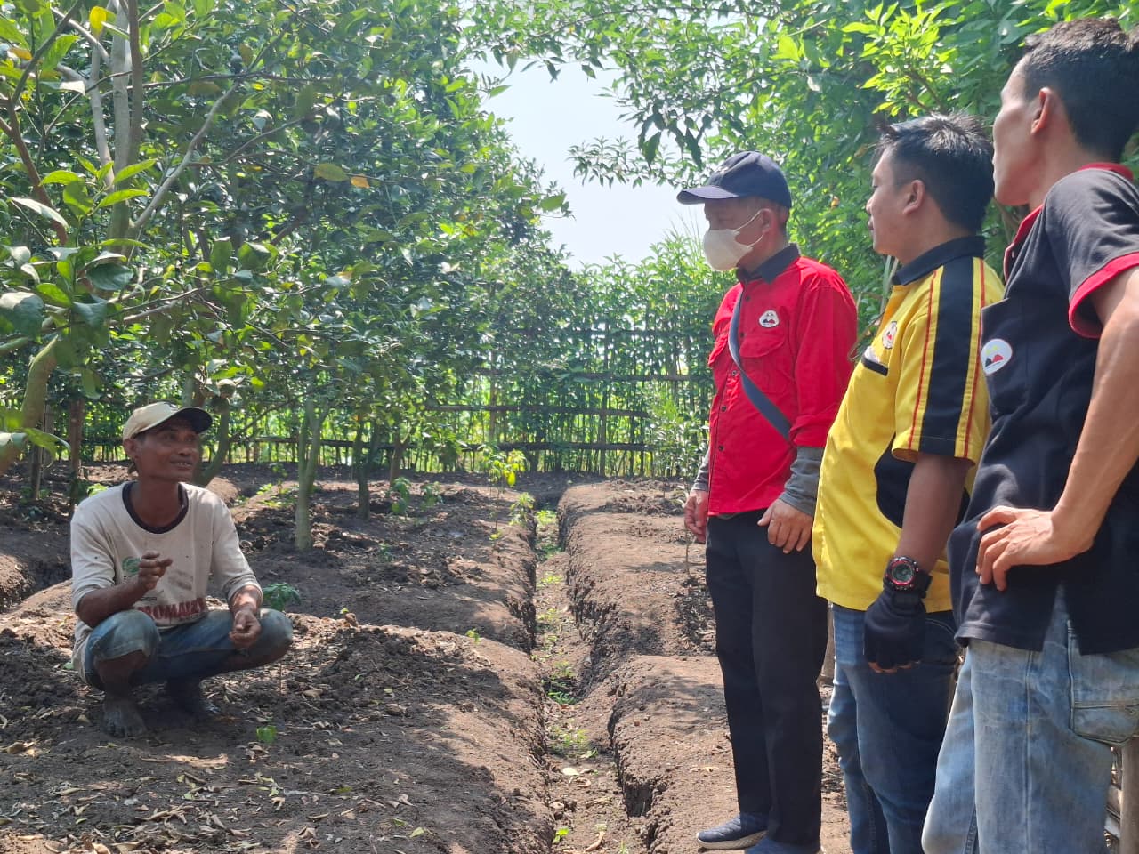 Survei Lapangan: Pupuk NPK 16-16-16 TE Compact Bantu Perkembangan Jeruk Lebih Sehat