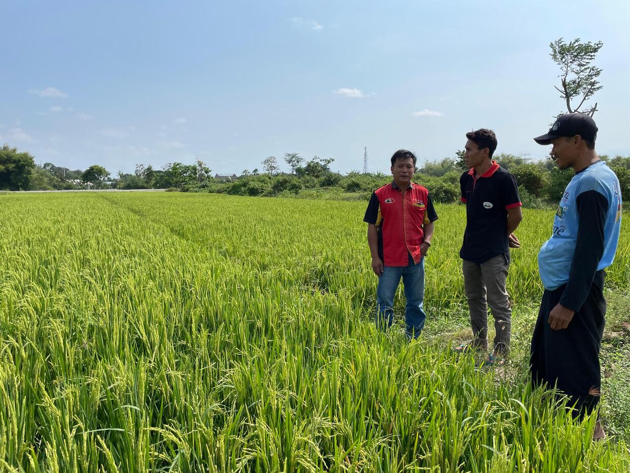 Menyambangi Lahan Padi Gus Umar: Kisah Pertumbuhan Optimal dengan NPK 16-16-16 Cap Bapak-Ibu Tani