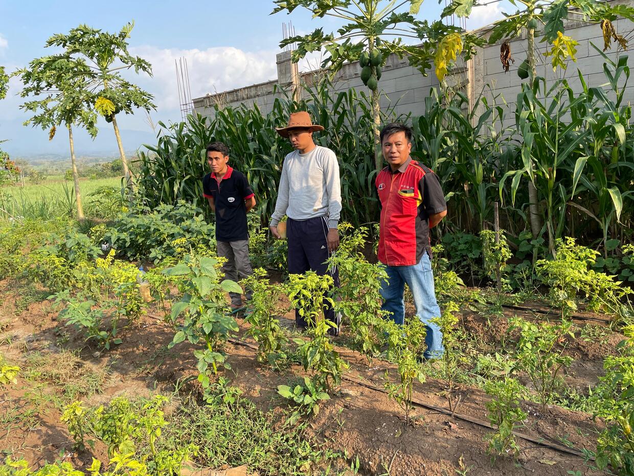 Mengintip Potensi Cabai Bapak Cahyo di Ngoro, Jombang: Kombinasi NPK 16-16-16 dan 15-15-15 Cap Bapak-Ibu Tani