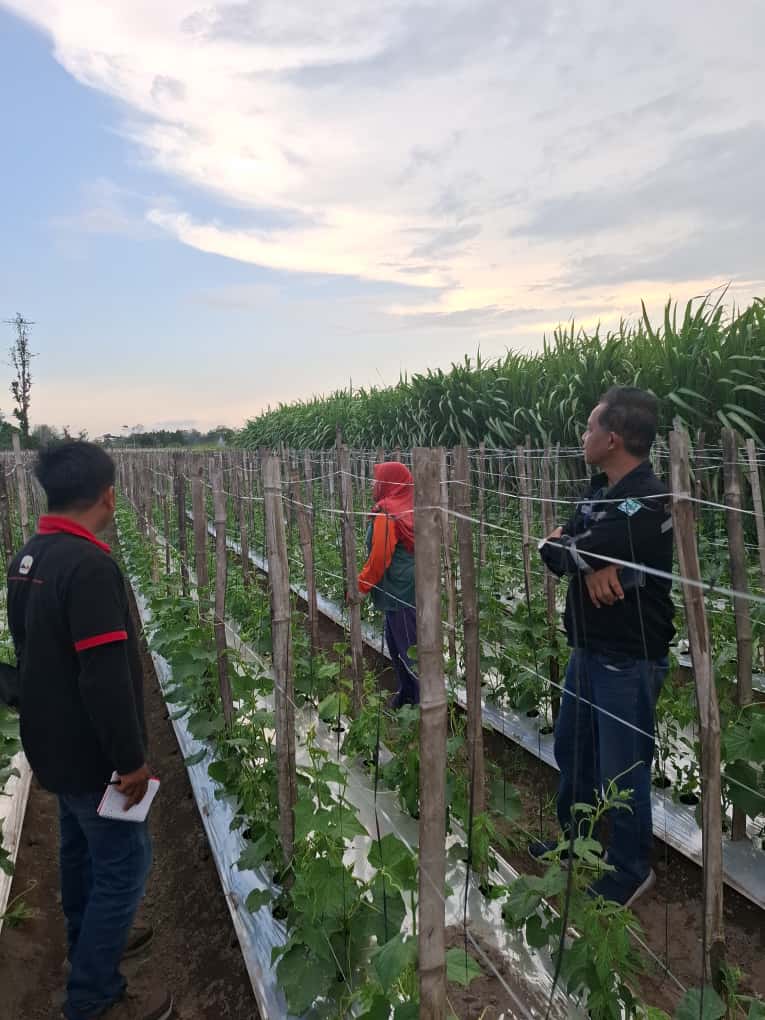 Panen Timun Berlimpah di Adan-Adan, Kediri: Kunjungan Tim Cap Bapak-Ibu Tani ke Lahan Ibu Juwinto